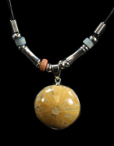 Polished Fossil Sand Dollar Necklace #43102